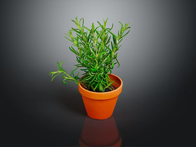 Rosemary Plant in Terracotta Pot with Fresh Green Leaves on Dark Background 3d model