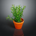 Rosemary Plant in Terracotta Pot with Fresh Green Leaves on Dark Background