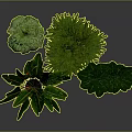 Indoor Green Leafy Plants In White Pots On Dark Background