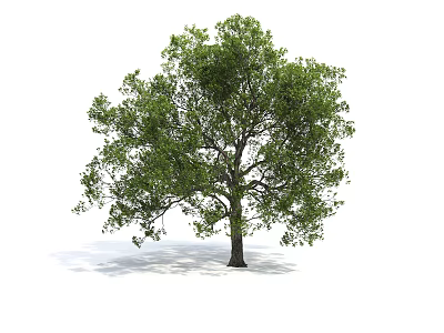 Arbor With Lush Green Foliage And Strong Trunk In Natural Growth State 3d model