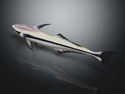 Pink Head Aquatic Fish With Black White Striped Body And Streamlined Shape 3d model