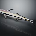 Pink Head Aquatic Fish With Black White Striped Body And Streamlined Shape