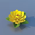 Vibrant Yellow Lotus Flower With Fresh Green Leaves On Blue Background