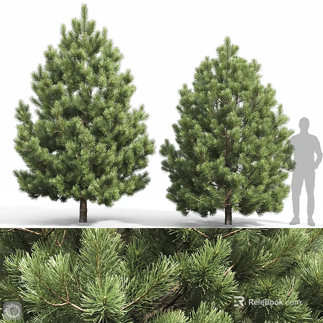 Modern Tree Pit Design With Lush Pine Trees And Outdoor Space Features 3d model 