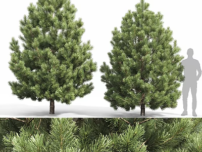 Modern Tree Pit Design With Lush Pine Trees And Outdoor Space Features 3d model