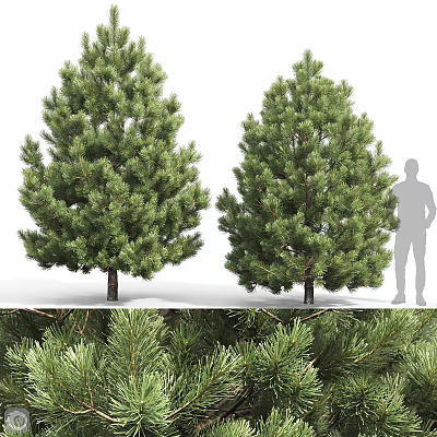 Modern Tree Pit Design With Lush Pine Trees And Outdoor Space Features 3d model