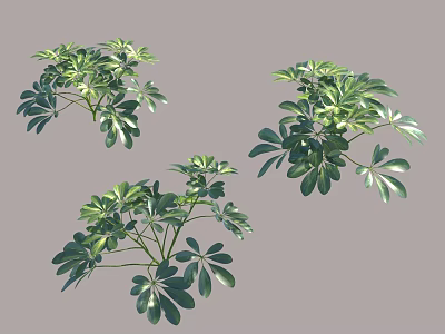 Green Shrubs With Glossy Leaves And Lush Foliage For Garden Landscaping 3d model