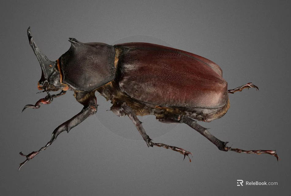 Close Up View Of Beetle With Large Horn And Dark Brown Shell 3d model 