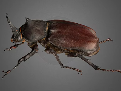 Close Up View Of Beetle With Large Horn And Dark Brown Shell 3d model