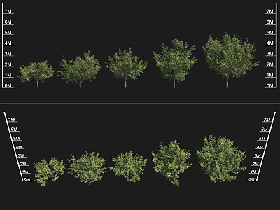 Garden Landscape Design With Various Height Trees for Outdoor Greenery 3d model