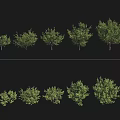 Garden Landscape Design With Various Height Trees for Outdoor Greenery