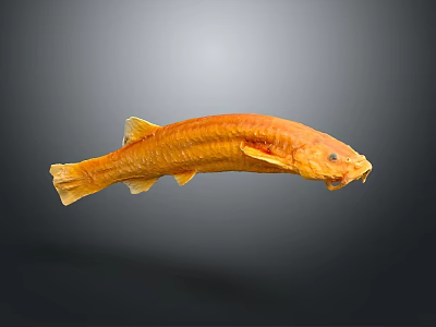 Vibrant Orange Aquatic Fish With Streamlined Body Yellow Fins And Smooth Scales 3d model