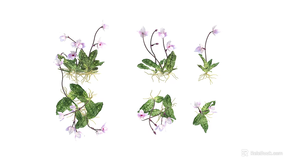 Purple Flowers With Green Leaves And Exposed Roots In Various Growth Forms 3d model 