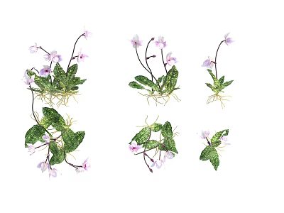 Purple Flowers With Green Leaves And Exposed Roots In Various Growth Forms 3d model