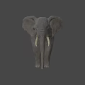 Realistic Elephant With Large Ears Long Trunk And Ivory Tusks On Dark Background