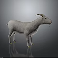 White Horned Goat Standing on Dark Reflective Surface Against Gradient Gray Background 3d model