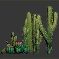 Various Green Cactus Plants with Red Flowers Including Tall Columnar and Round Spherical Types