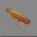 Golden Arowana Aquatic Animal With Shiny Golden Scales And Elongated Body On Blue Background