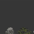 Three Decorative Trees White Green Purple with Foliage and Reflections on Dark Surface