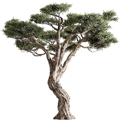 Lush Garden Tree Pit With Twisted Trunk And Dense Foliage For Landscape Design 3d model