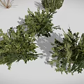 Different Types of 3D Rendered Plants Including Cacti Grasses and Shrubs on White Background