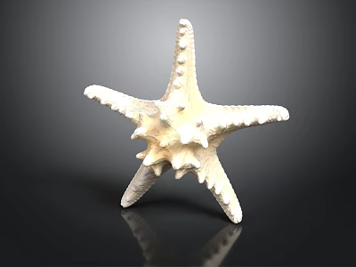 Detailed White Spiny Armed Starfish with Textured Surface and Reflection on Black Background 3d model