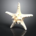 Detailed White Spiny Armed Starfish with Textured Surface and Reflection on Black Background