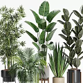Indoor Potted Plants Bamboo Palm Rubber Snake Plant In Black Beige Pots On Stands Tables