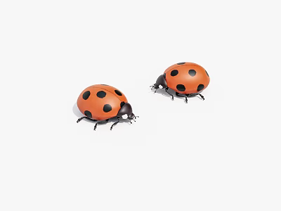 Two Red And Black Ladybugs On White Background With Spots 3d model
