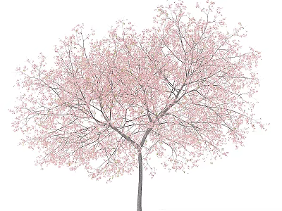 Beautiful Tree With Pink Blossoms And Lush Branches Isolated On White Background 3d model
