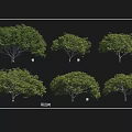 Diverse Arbor Varieties Showcasing Different Crown Shapes Leaf Types And Trunk Features 3d model