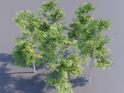 Lush Green Arbor Trees With Straight Trunks And Shadows On Gray Background 3d model