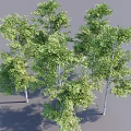 Lush Green Arbor Trees With Straight Trunks And Shadows On Gray Background 3d model