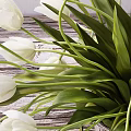 Beautiful White Tulips Arranged In Glass Vase Near Window With Natural Light