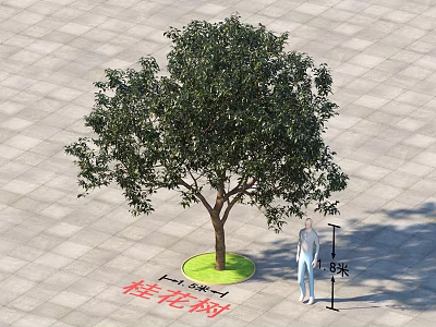 Sweet Osmanthus Tree 3 Meters Height with Person Standing on Square Tile Floor 3d model