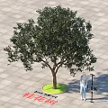 Sweet Osmanthus Tree 3 Meters Height with Person Standing on Square Tile Floor