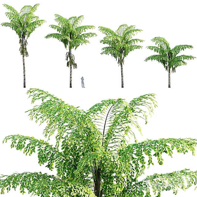 Arbor Trees With Lush Green Foliage And Tall Trunks For Landscape Design 3d model 