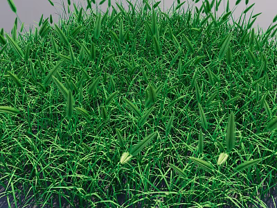 Lush Green Grass With Vibrant Fresh Slender Leaves And Dense Natural Growth 3d model