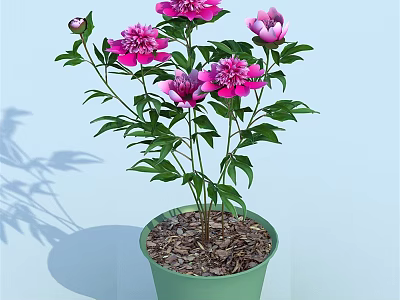Beautiful Potted Bonsai Plant With Pink Flowers And Green Leaves In Green Pot 3d model