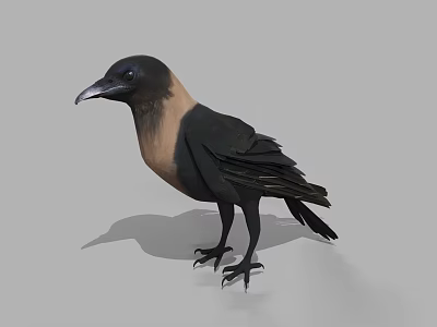 Animated crows birds animals birds 3d model