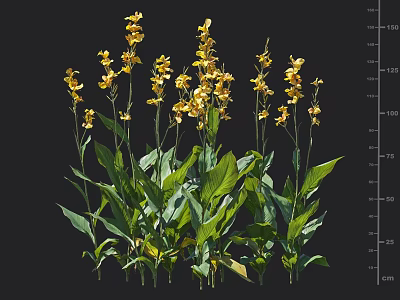 Fresh Blooming Vibrant Yellow Flowers And Lush Green Leaves In Garden 3d model