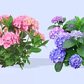 Vibrant Hydrangea Shrubs With Pink And Purple Blooms And Lush Green Leaves