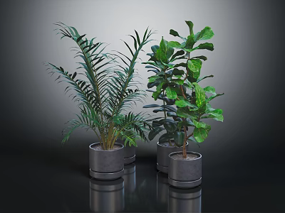 Green Potted Plants With Varied Leaf Shapes In Gray Containers On Dark Reflective Surface 3d model