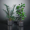 Green Potted Plants With Varied Leaf Shapes In Gray Containers On Dark Reflective Surface