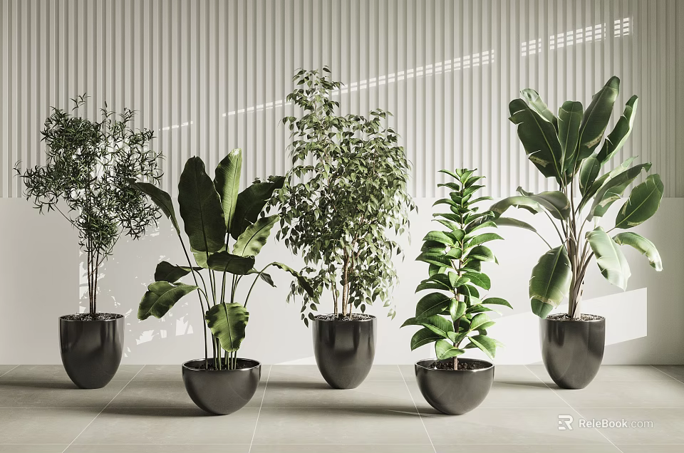 Indoor Potted Plants Varieties in Black Pots Against Striped Wall Background 3d model 