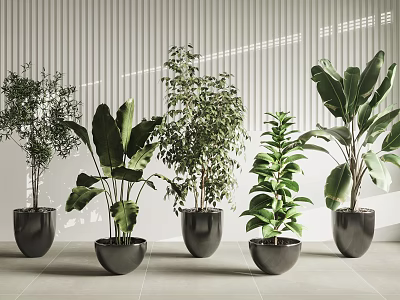 Indoor Potted Plants Varieties in Black Pots Against Striped Wall Background 3d model