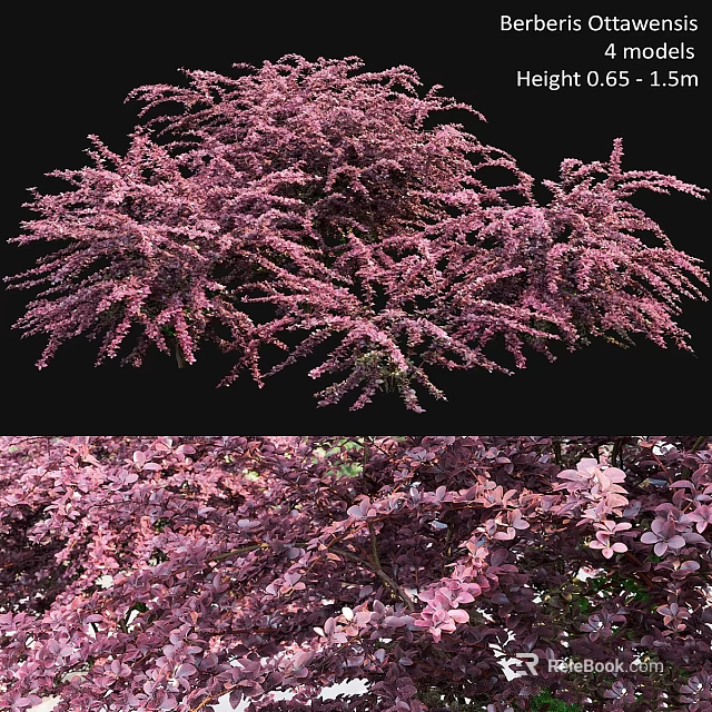 Lush Pink Ornamental Garden Plants With Dense Blooms And Vibrant Foliage 3d model 
