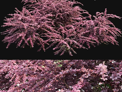 Lush Pink Ornamental Garden Plants With Dense Blooms And Vibrant Foliage 3d model
