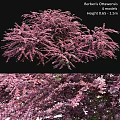 Lush Pink Ornamental Garden Plants With Dense Blooms And Vibrant Foliage
