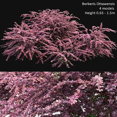 Lush Pink Ornamental Garden Plants With Dense Blooms And Vibrant Foliage 3d model